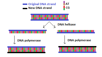 File:Background-DNA-replication.png