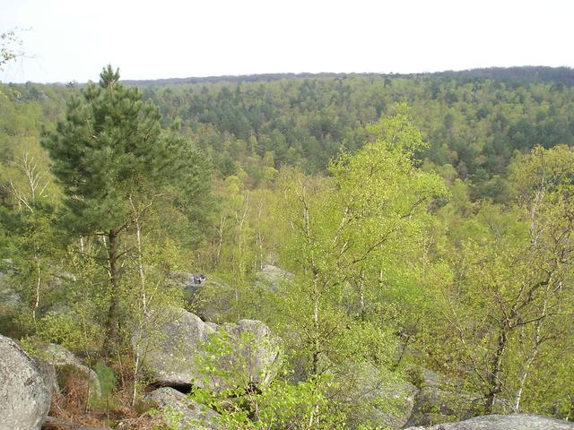 Fontainebleau is a forest with boulder in.