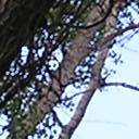 Thumbnail image of 